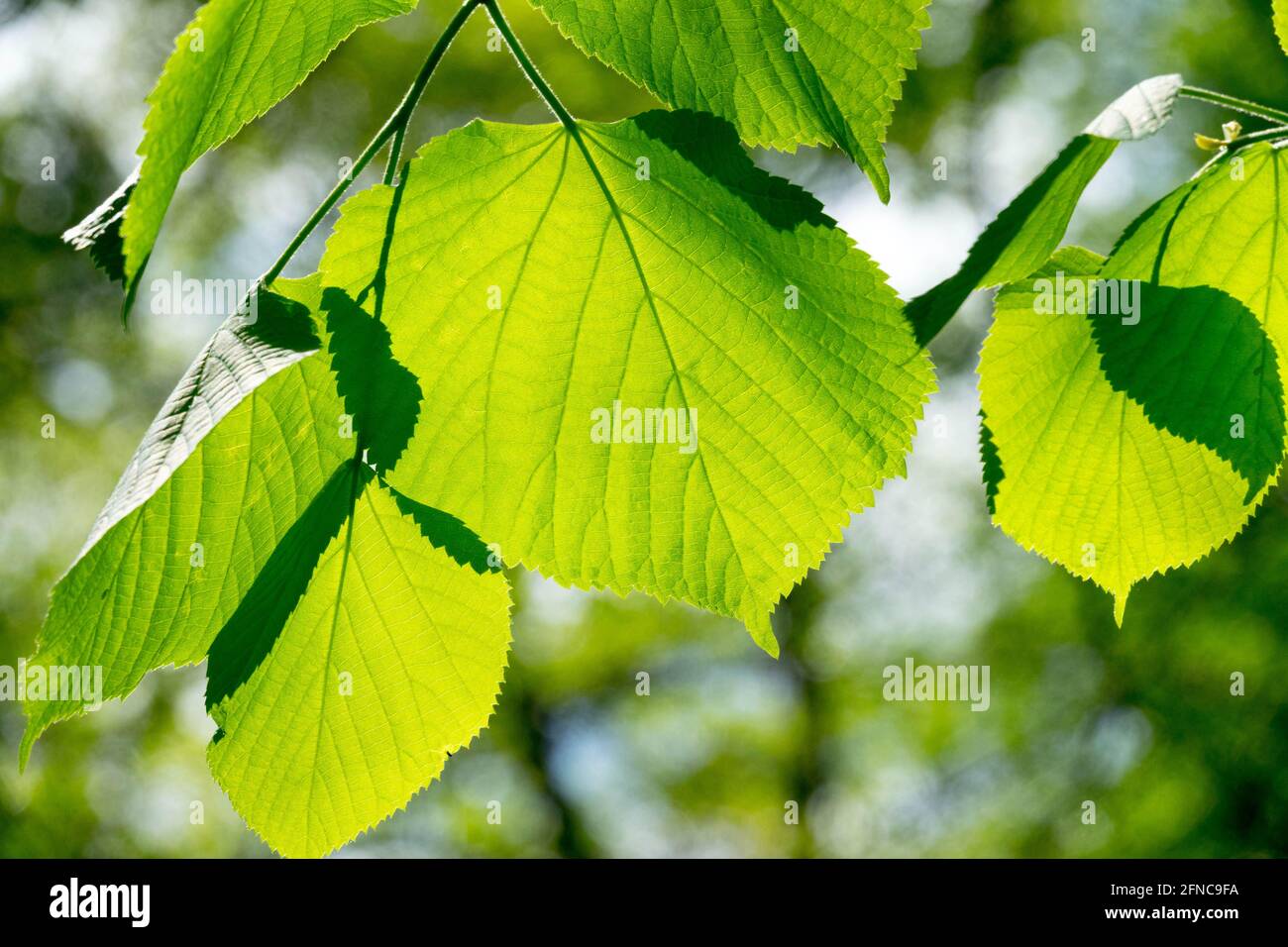 Tilia platyphyllos lässt großblättriges Lindenlicht durch Laub leuchten Stockfoto