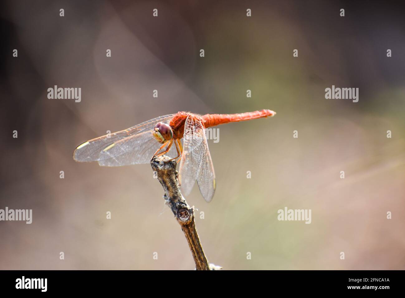 Rote Libelle, die auf einem Stock im Wald mit geringer Dichte sitzt, mit unscharfem Hintergrund. Stockfoto