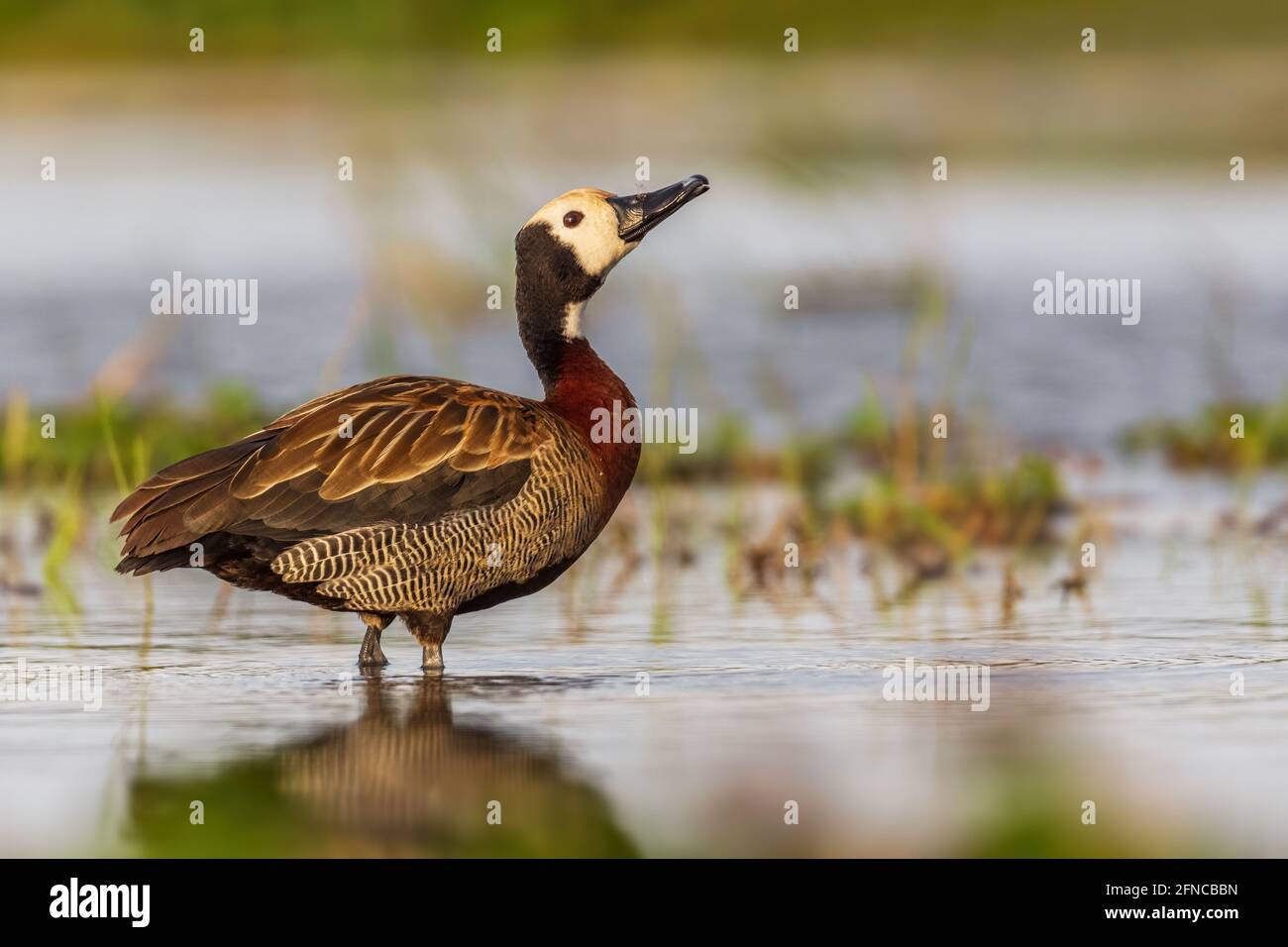 Weißgesicht-Pfeifente - Dendrocygna viduata, wunderschöne farbige Ente aus afrikanischem und südamerikanischem Süßwasser, Ziway-See, Äthiopien. Stockfoto