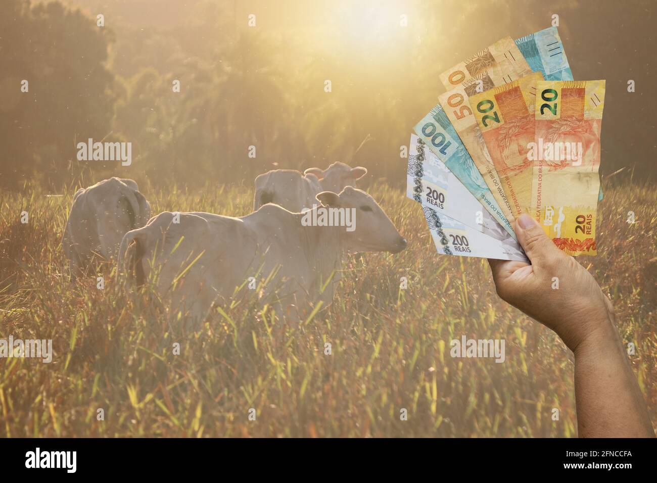 Brasilianisches Geld auf dem Feld der Kühe bei Sonnenuntergang halten. Konzept Bild der Agrarwirtschaft. Stockfoto