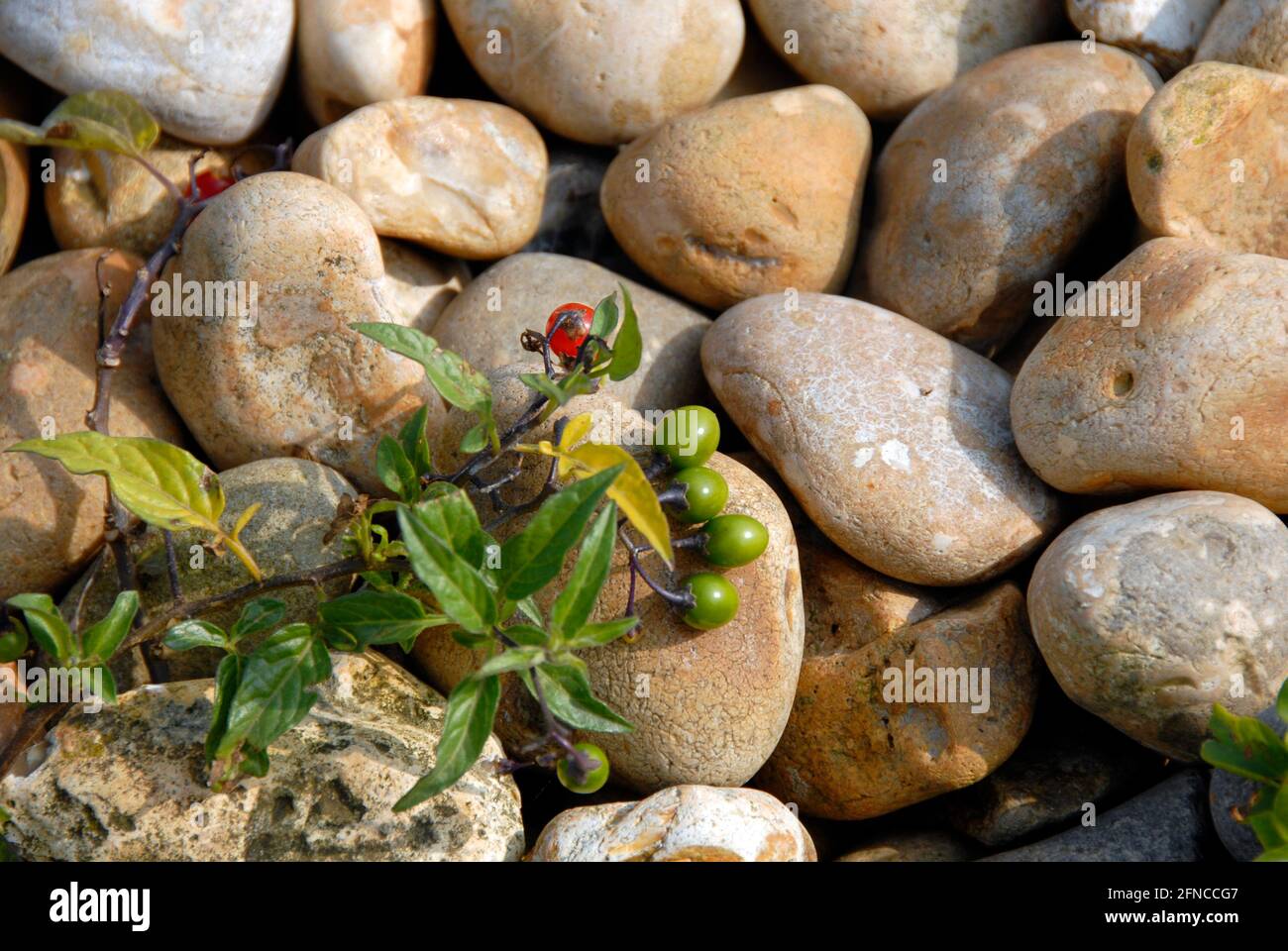 Große Kieselsteine am Strand von Pevensey Bay, East Sussex, England Stockfoto