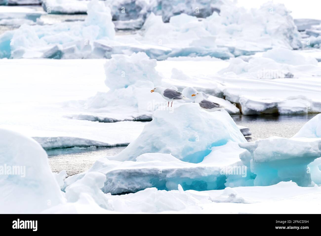 Ein Paar ausgewachsene Heringsmöwen, Larus argentatus, in der kalten Umgebung von Svalbard, Norwegen. Diese Vögel fischen in den zugänglichen Gewässern zwischen dem BL Stockfoto