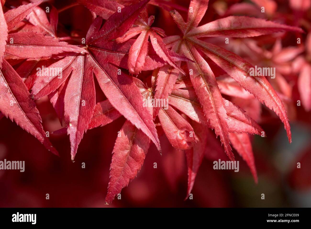 Frühlingsrote japanische Ahornblätter Stockfoto