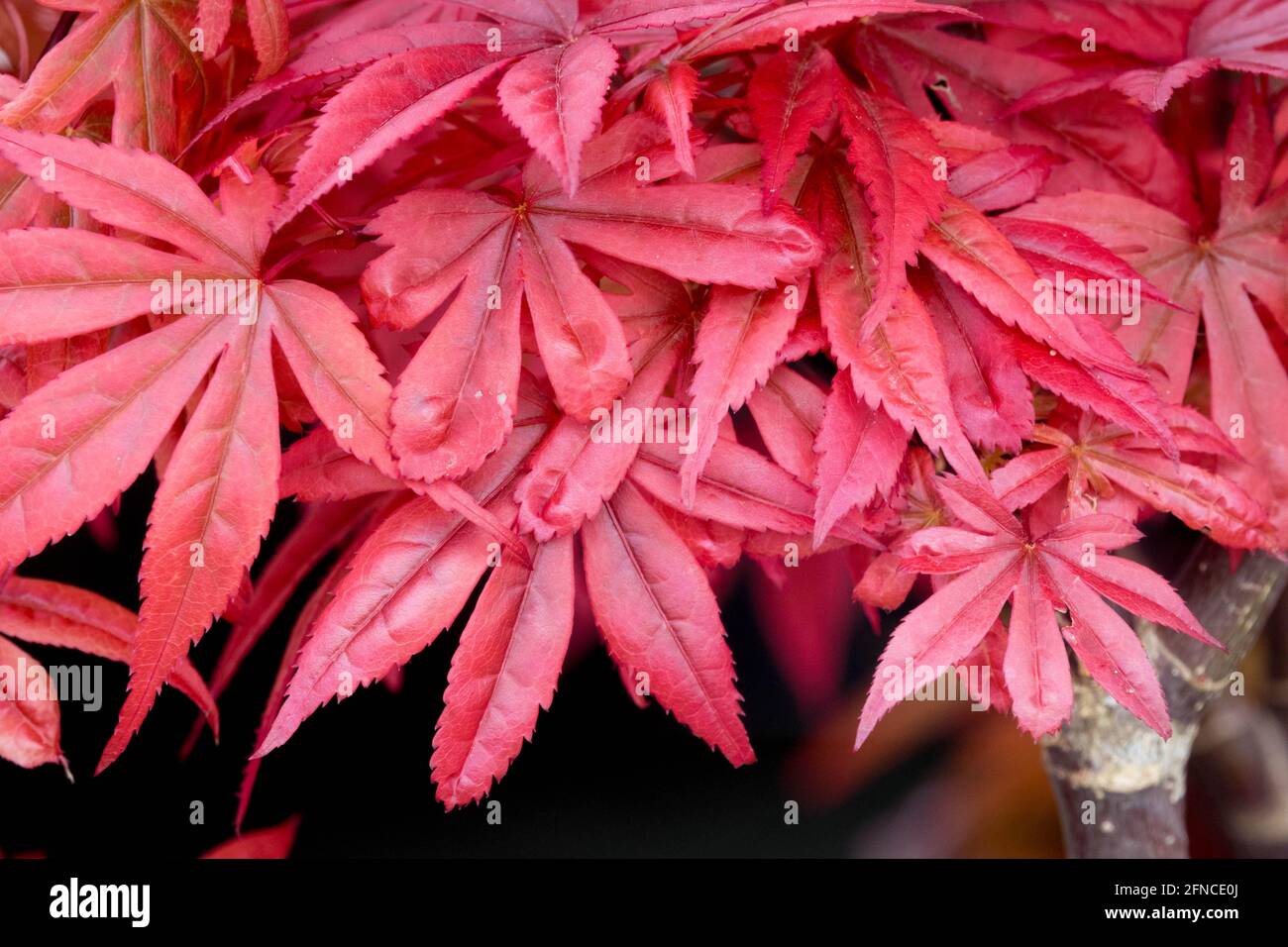 Frühlingsrot, japanischer Ahorn verlässt Acer „Skeeters Besen“ Stockfoto