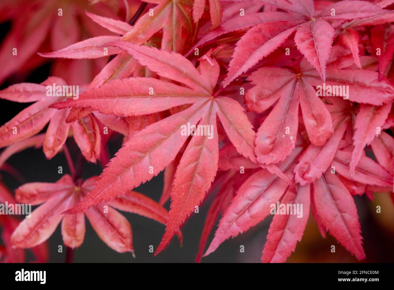Frühlingsrot japanischer Ahorn hinterlässt Acer palmatum „Skeeters Besen“ Stockfoto