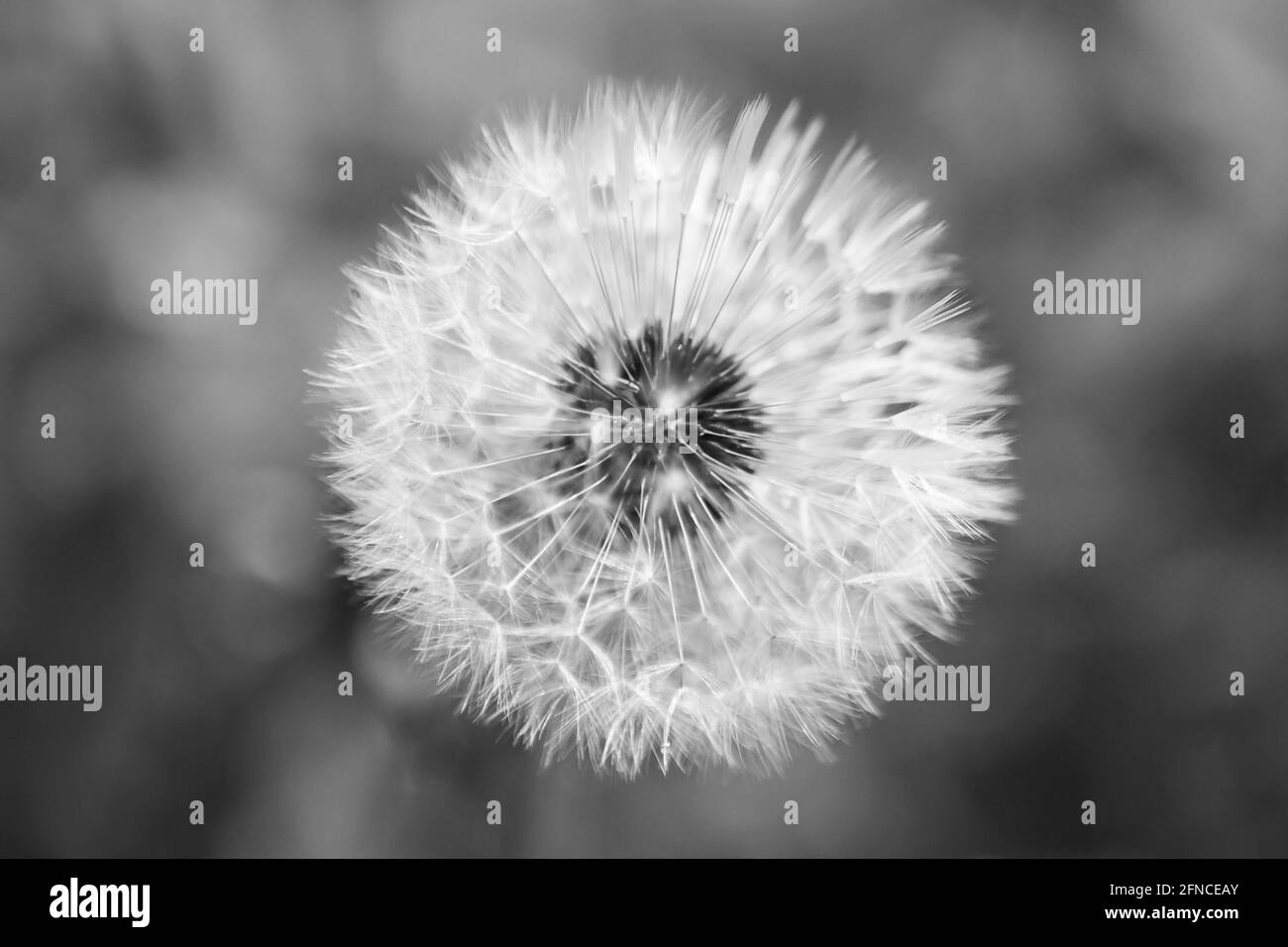 Monochromer Dandelionkopf in Samen Stockfoto