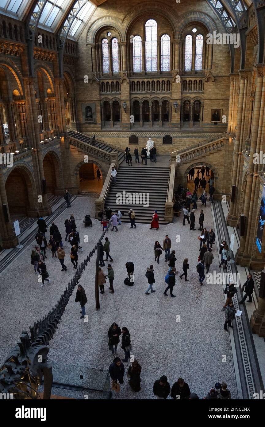 London, Großbritannien - 2015: Innenraum des Naturhistorischen Museums, Haupthalle mit Dippy (die Diplodocus-Besetzung) Stockfoto