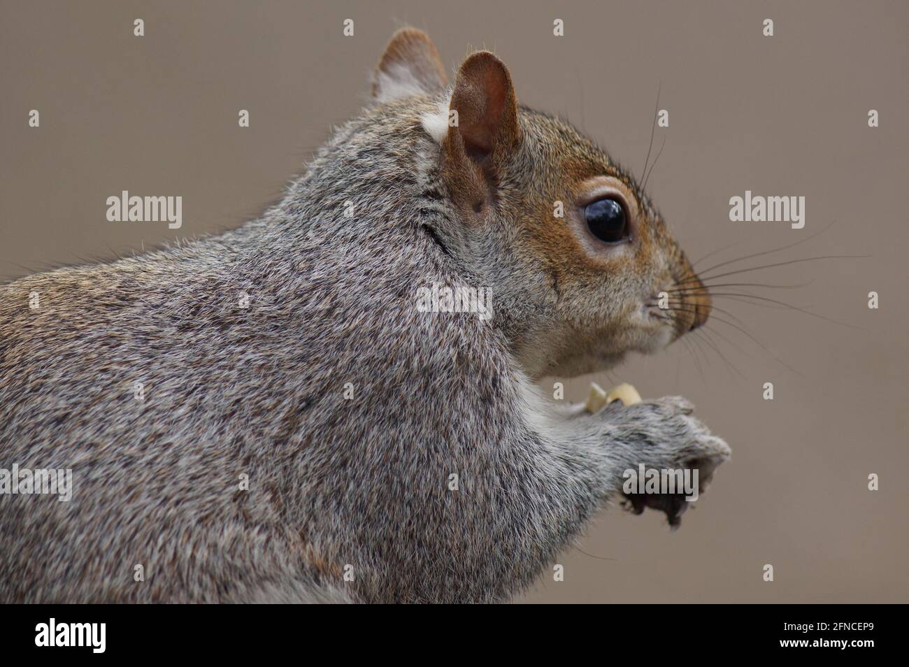 Nahaufnahme eines grauen Eichhörnchens, das eine Mandel frisst In einem Park Stockfoto