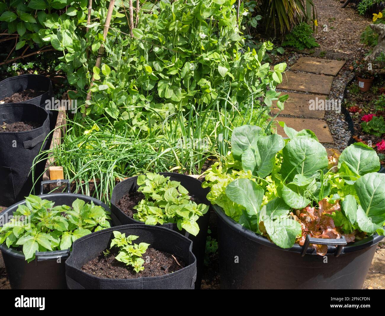 Gemüsebeet und Töpfe Mitte Mai mit Erbsen, Rettich, Schalotten, Knoblauch, Kartoffeln, Kohl und Salat Stockfoto
