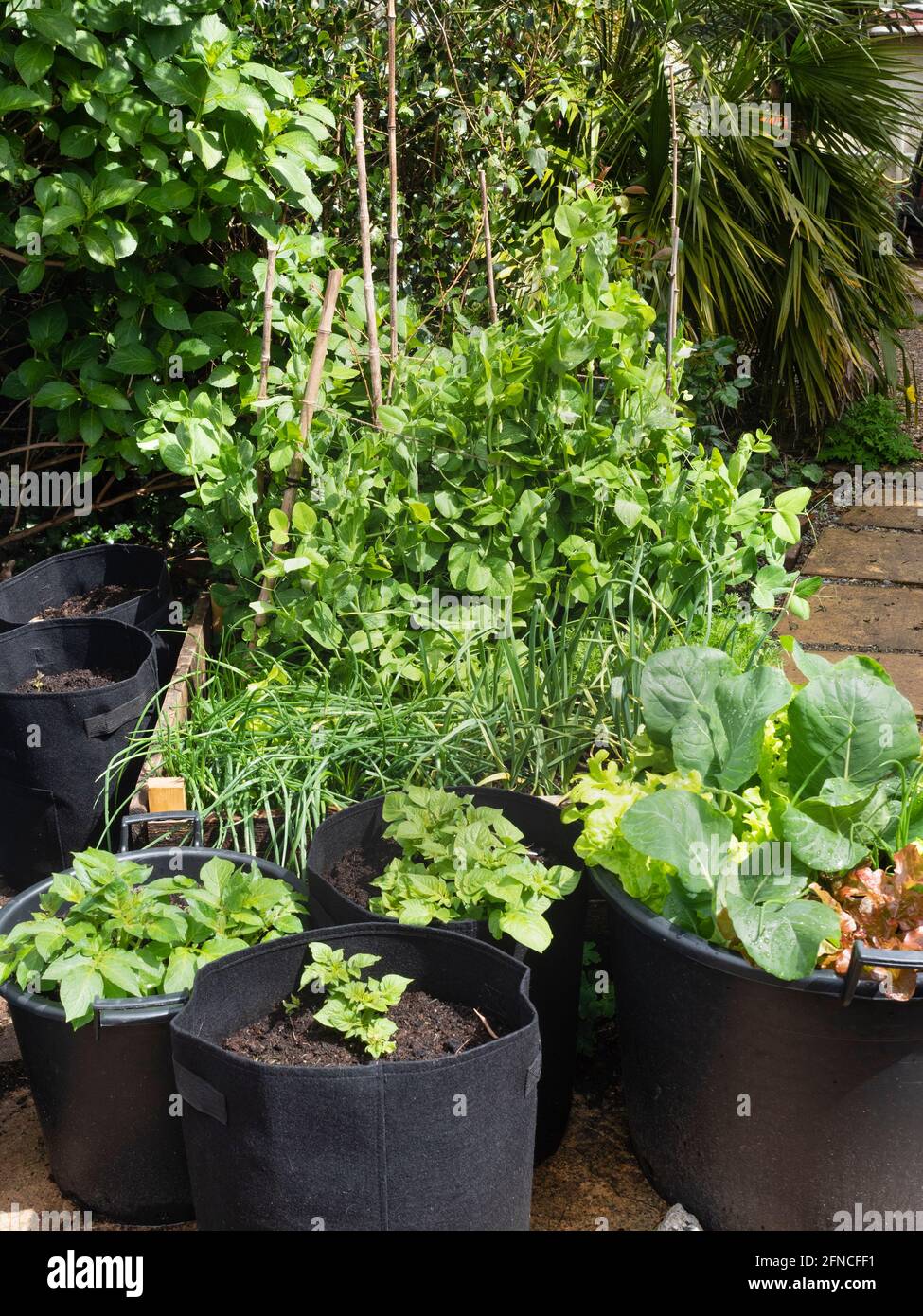 Gemüsebeet und Töpfe Mitte Mai mit Erbsen, Rettich, Schalotten, Knoblauch, Kartoffeln, Kohl und Salat Stockfoto