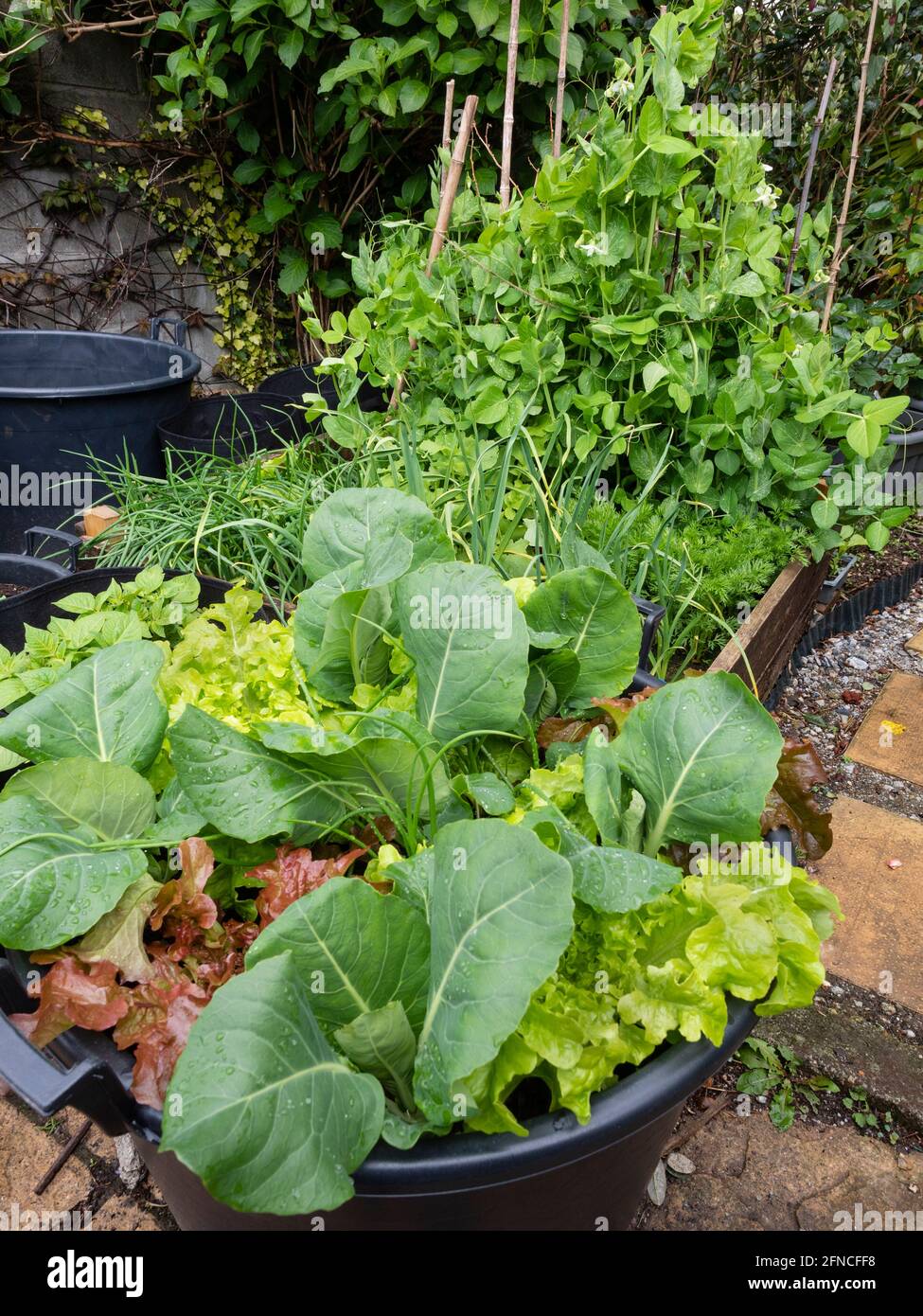 Gemüsebeet und Töpfe Mitte Mai mit Erbsen, Rettich, Schalotten, Knoblauch, Kartoffeln, Kohl und Salat Stockfoto