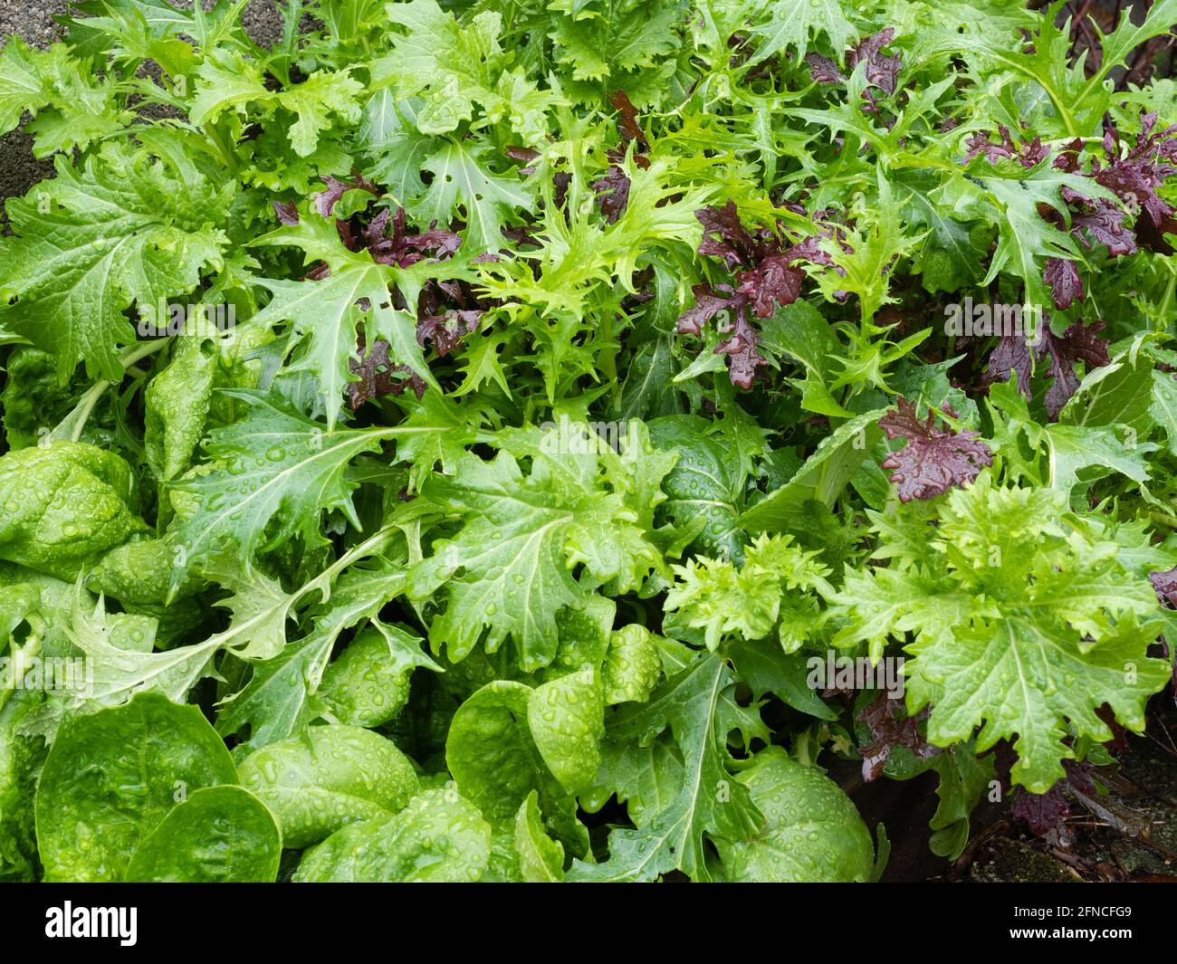 Reife gemischte Blätter aus Spinat, Rucola, mizuna, pak Choi und Senf, die in einem kleinen Hochbett wachsen, um den Salat „Cut and Come Again“ zu schneiden Stockfoto