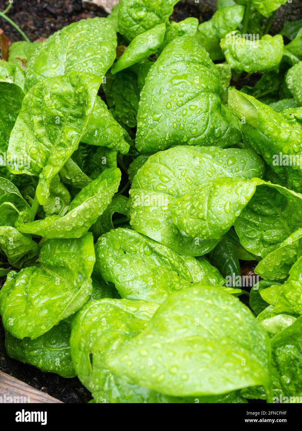 Zarte, regengefleckte Spinatblätter, Spinacia oleracea 'Corvette F1' in einem Garten in Plymouth, Großbritannien Stockfoto