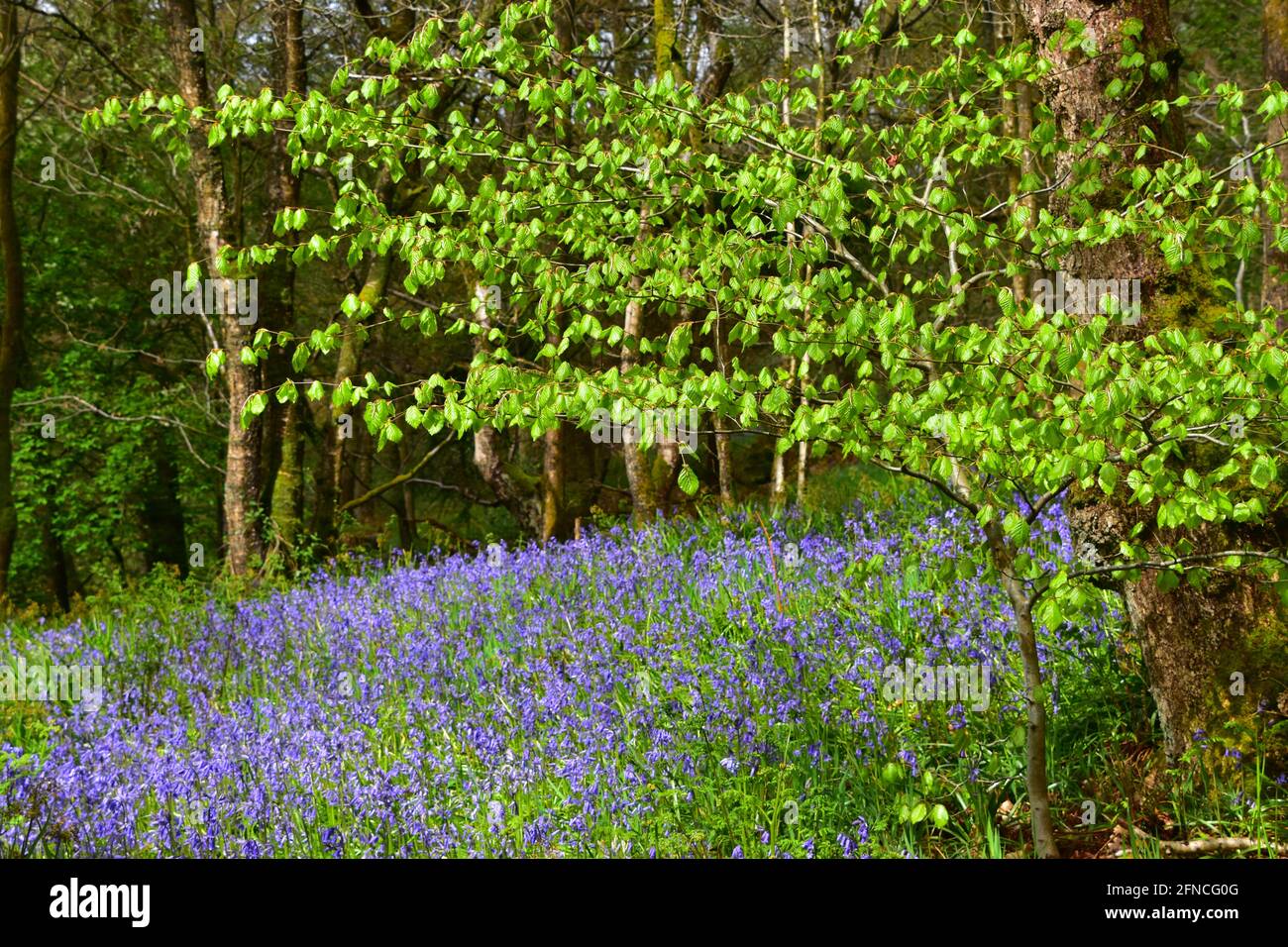 Bluebells, Hardcastle Crags, Hebden Bridge, West Yorkshire Stockfoto