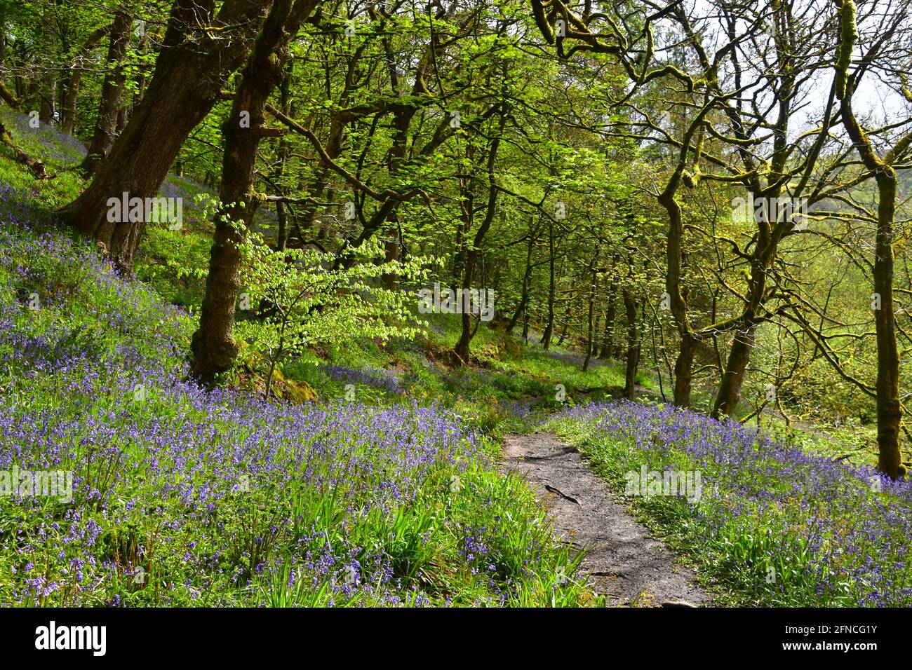 Bluebells, Hardcastle Crags, Hebden Bridge, West Yorkshire Stockfoto