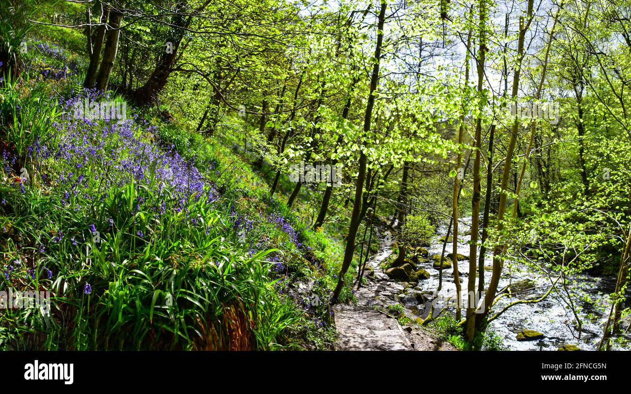 Bluebells, Hardcastle Crags, Hebden Bridge, West Yorkshire Stockfoto