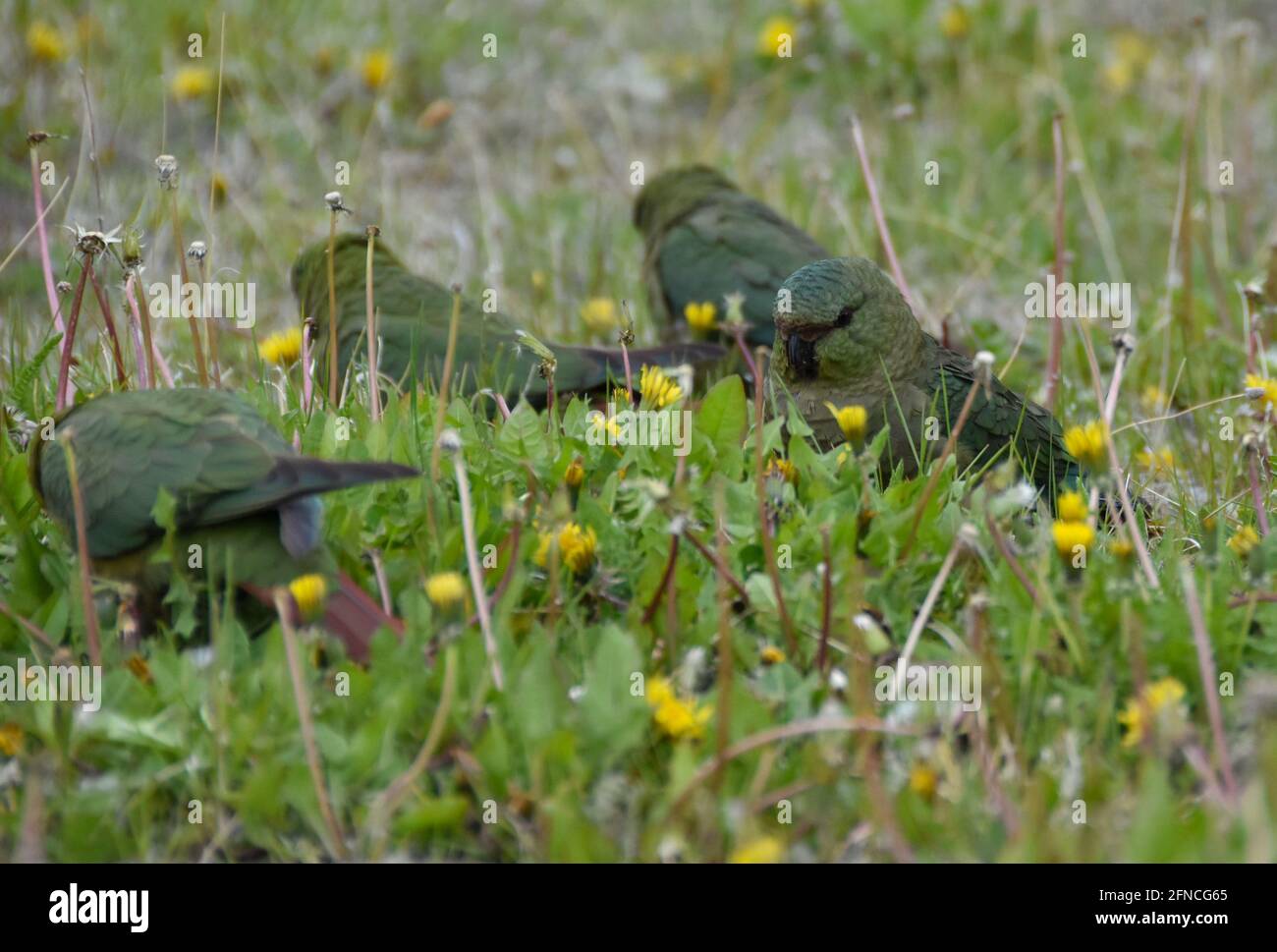 australischer Sittich (Enicognathus ferrugineus), auch Australischer Sittich oder Smaragdsittich genannt, gesehen in El Chalten, patagonien, Argentinien Stockfoto