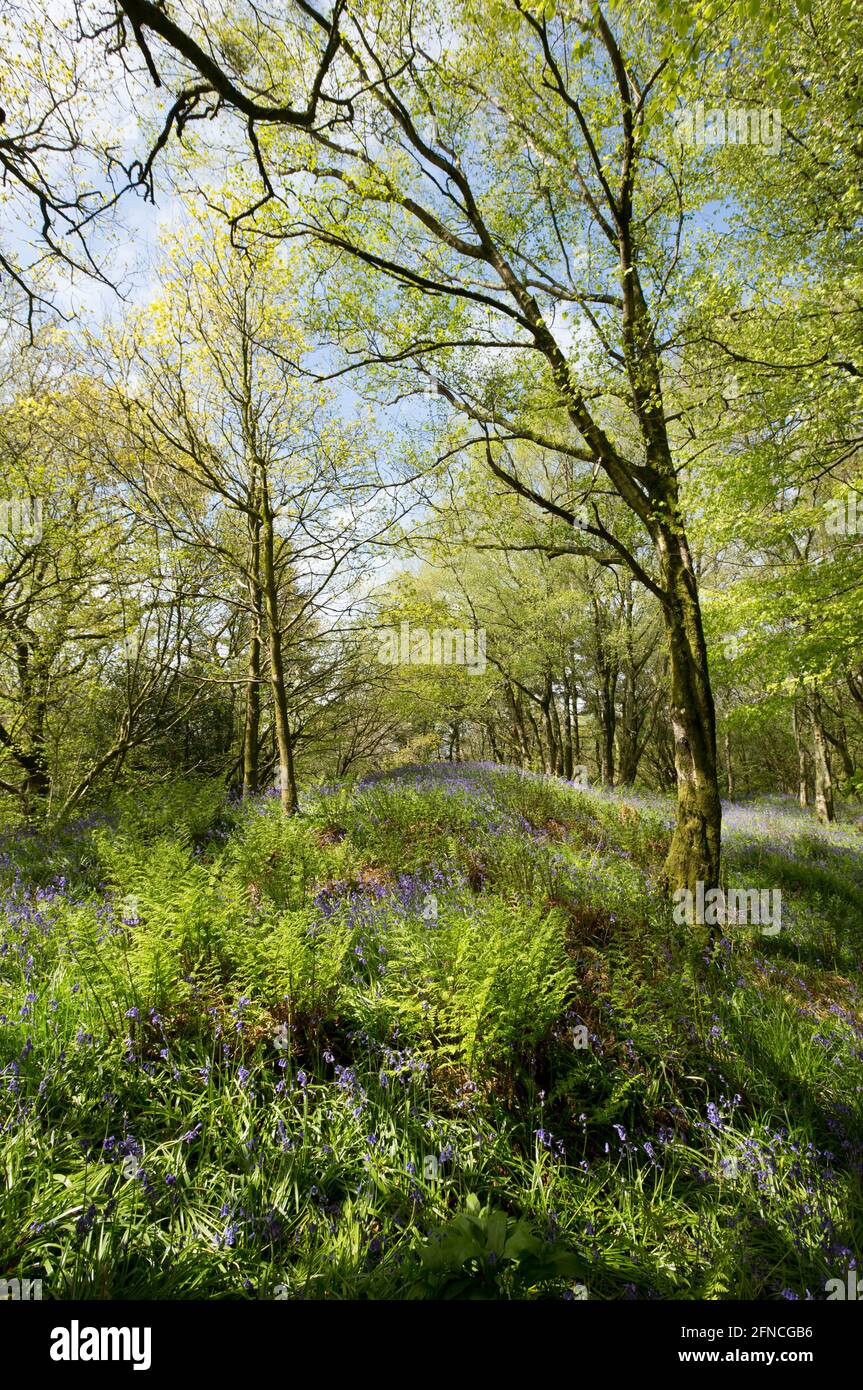 Ein Laubwald im Mai an einem sonnigen Tag mit Blauballen und vielen anderen Pflanzenarten auf dem Waldboden. North Dorset England GB Stockfoto