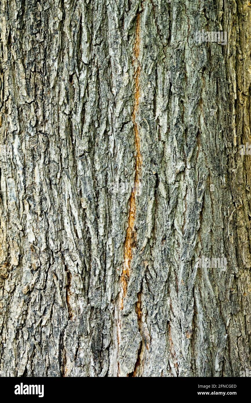 Ulmus glabra Bark Wych Ulme Stockfoto