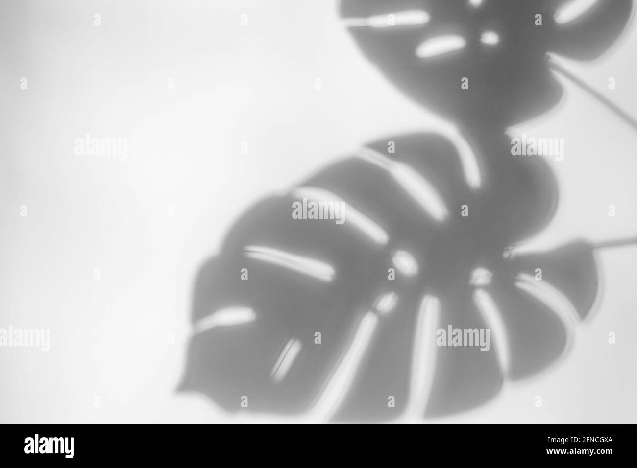 Verschwommener Schatten aus dem Laub einer tropischen Pflanzenmonstera an einer weißen Wand und einem Kopierraum. Botanisches Minimalkonzept. Stockfoto