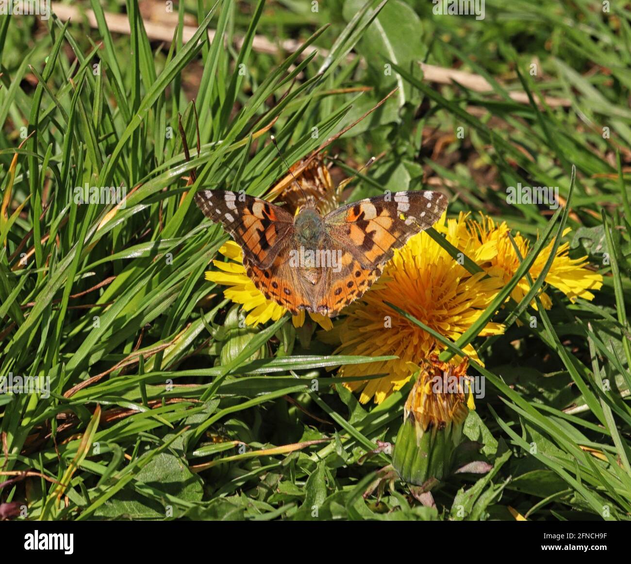 Gemalte Dame Schmetterling sitzt auf einer Dandelion Blume Stockfoto