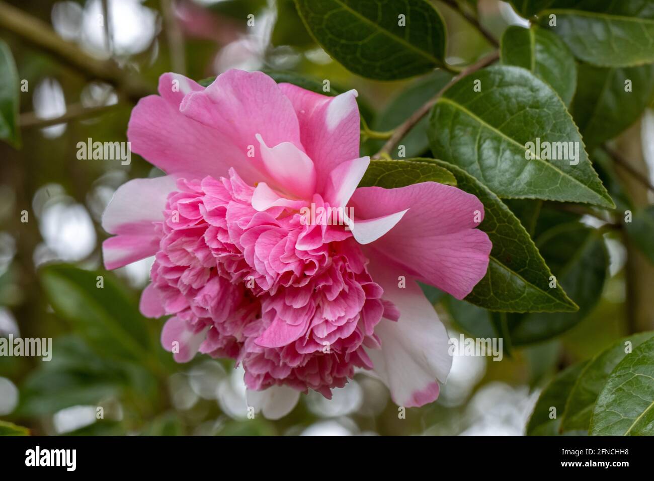 Individuelles zweifarbiger Camellia williamsii Ballett in hellrosa und weiß Königin im Frühling Stockfoto