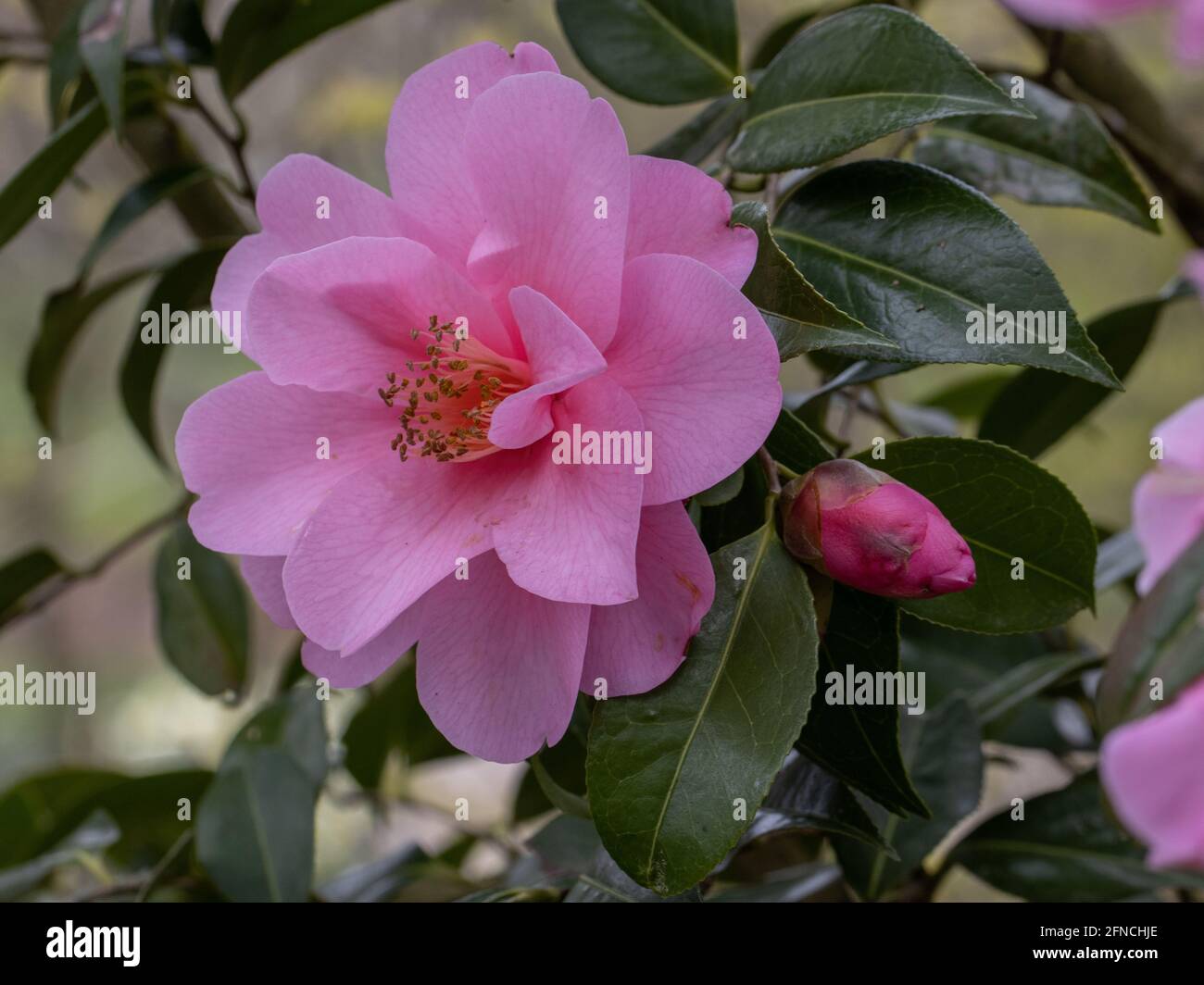 Im Frühling blüht die seltene, blassrosa Camellia williamsii-Zierde Stockfoto