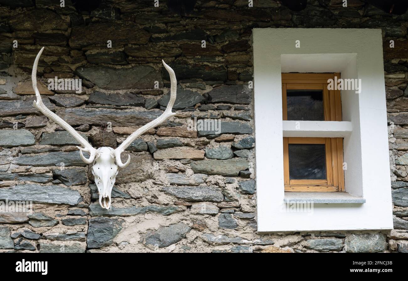 Hirsch-Schädel, der an einer Steinmauer einer Almhütte hängt. Stockfoto