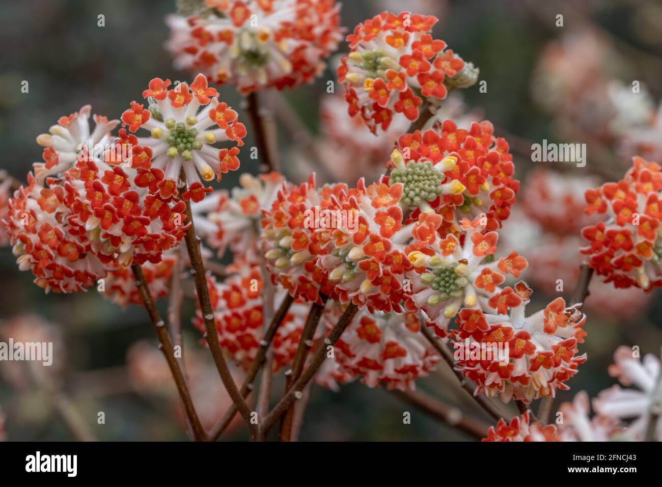 Ansammlung von hellrotem oder orangefarbenem Edgeworthia chrysantha Red Dragon Blüht im Frühling Stockfoto