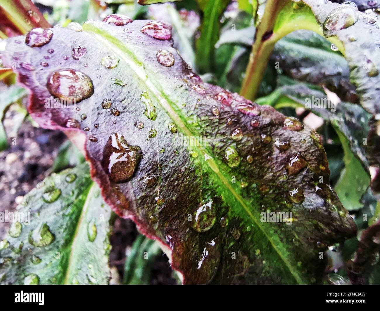 Ein frisches Blatt einer Pflanze mit Wasser tropft hinein Ein Garten Stockfoto