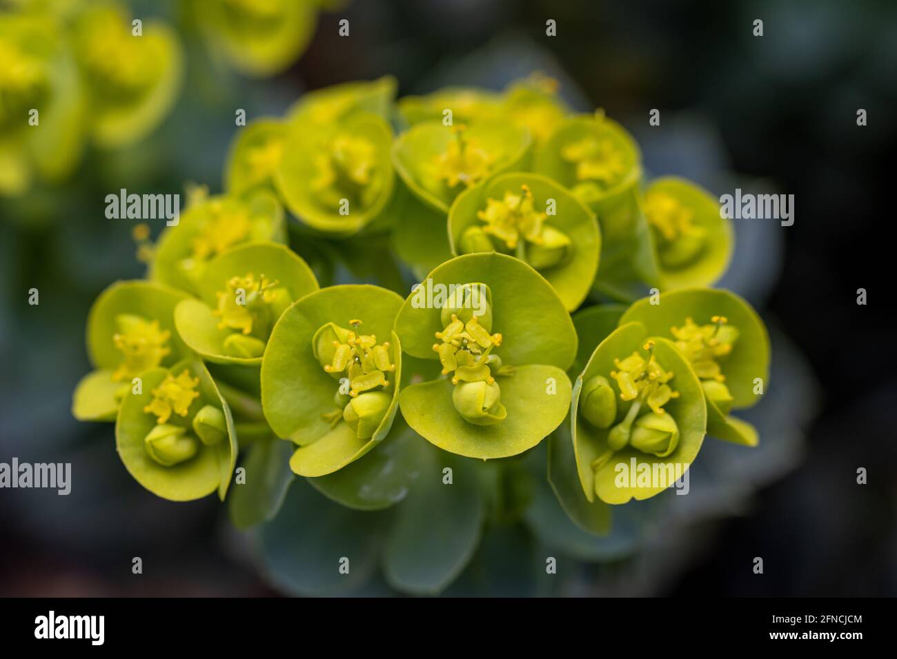 Nahaufnahme einer Makroaufnahme der Myrsiniten-Blume der Myrsiniten-Pflanze Stockfoto