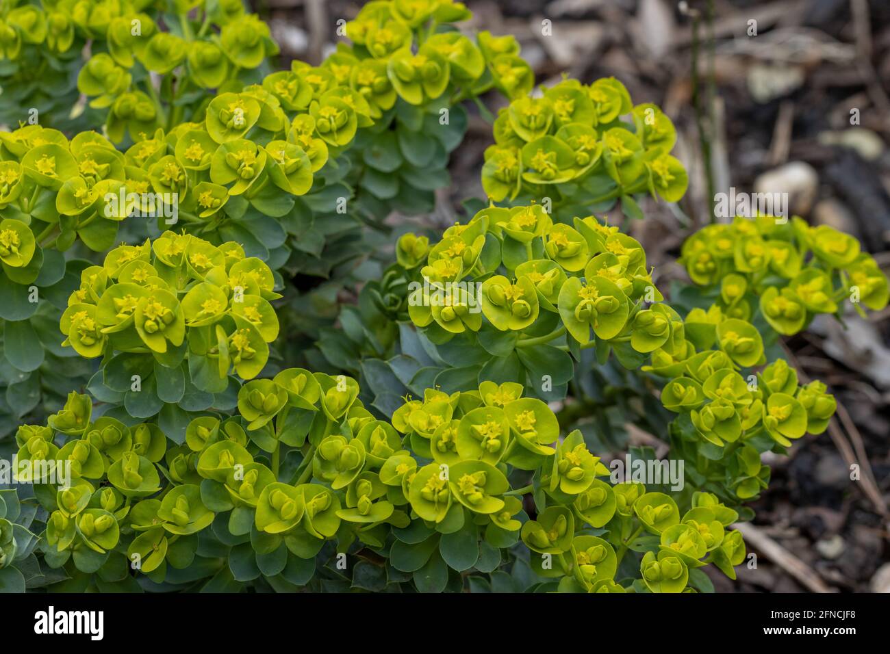 Nahaufnahme der gelben Myrsiniten-Blüten der Myrsiniten von der Myrhenia-Quelle im Frühling Stockfoto