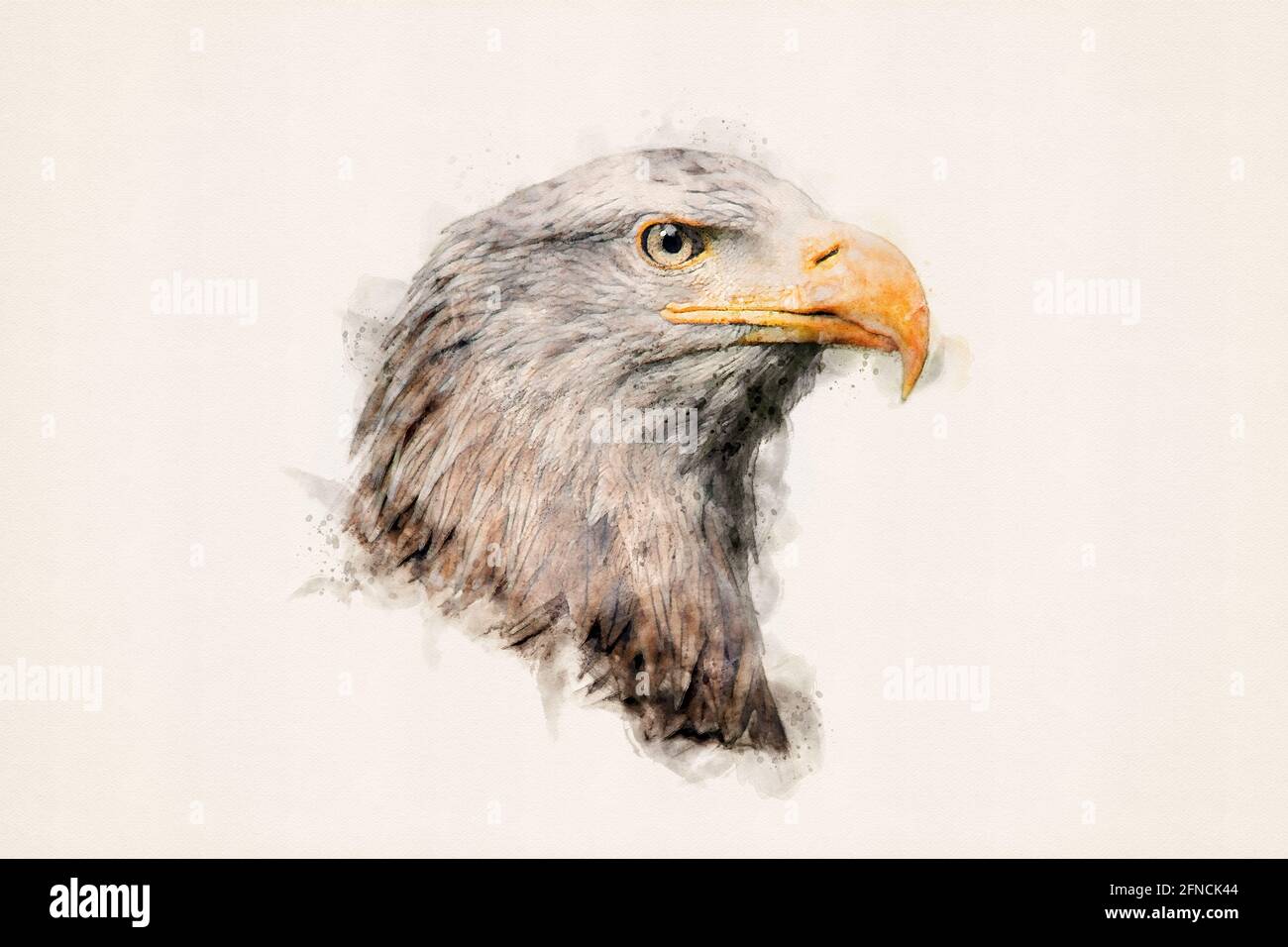 Porträt eines Adlers. Seeadler, Seeadler. Greifvögel, isoliert. Aquarelle, Aquarell-Illustration. Stockfoto