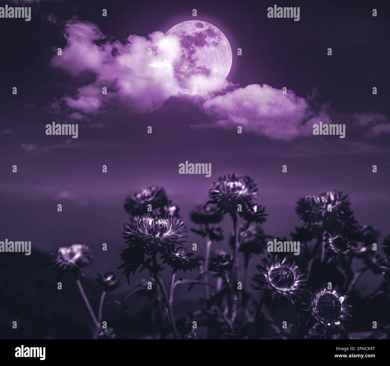 Attraktives Foto der Wolkenlandschaft bei Nacht. Nachtlandschaft mit dunkelviolettem Himmel und Vollmond hinter Wolken über trockenen Strohblumen. Gelassenheit Natur Stockfoto