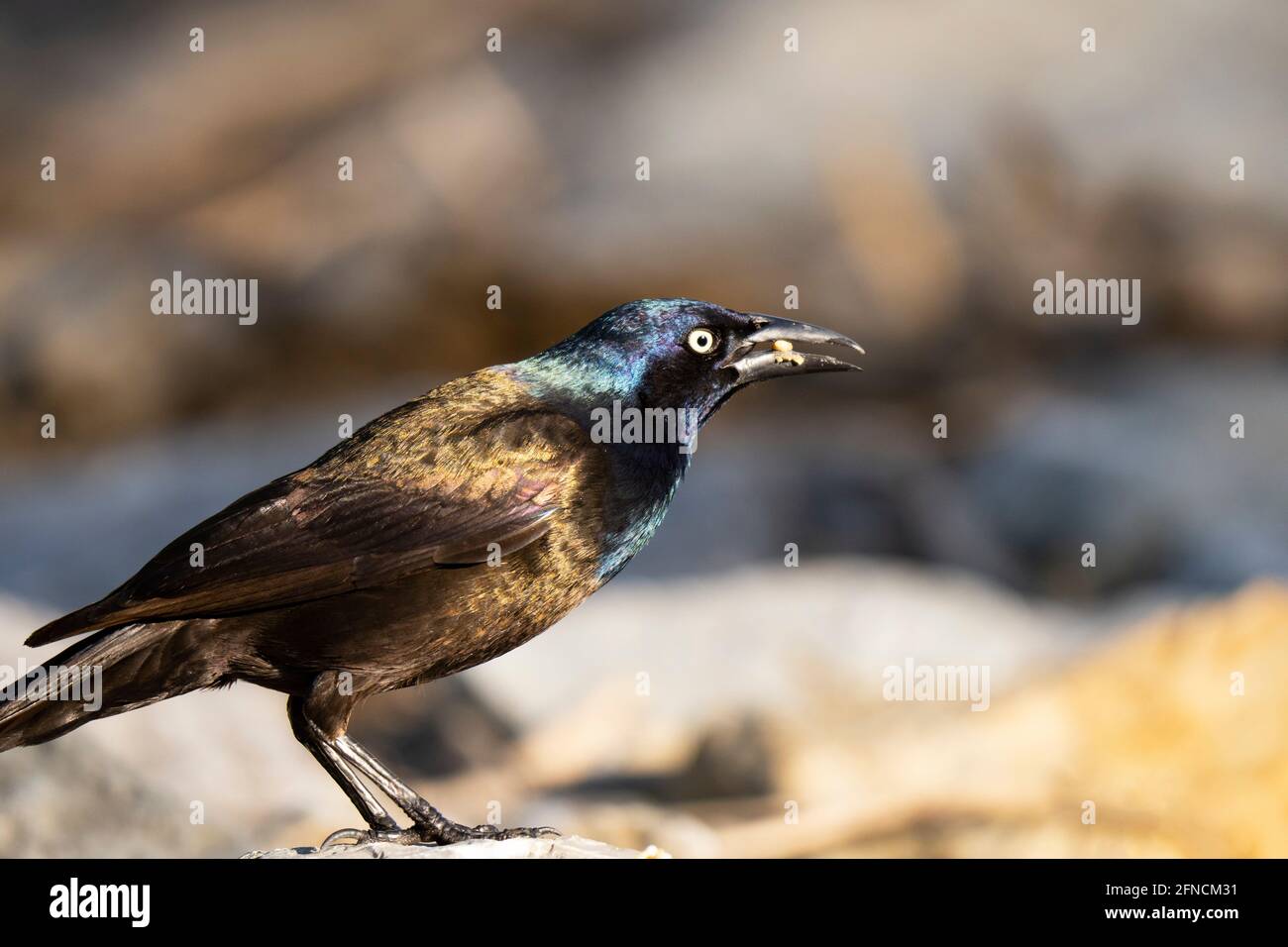 Gewöhnlicher Greifling, (Quiscalus quiscula), Erwachsener Stockfoto