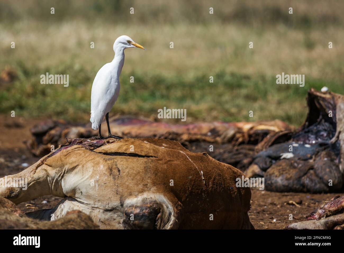 Westliche Rinderreiher in Schlachtkörper im Rehabilitationszentrum Vulpro, Südafrika; Art Bubulcus ibis Familie von Ardeidae Stockfoto