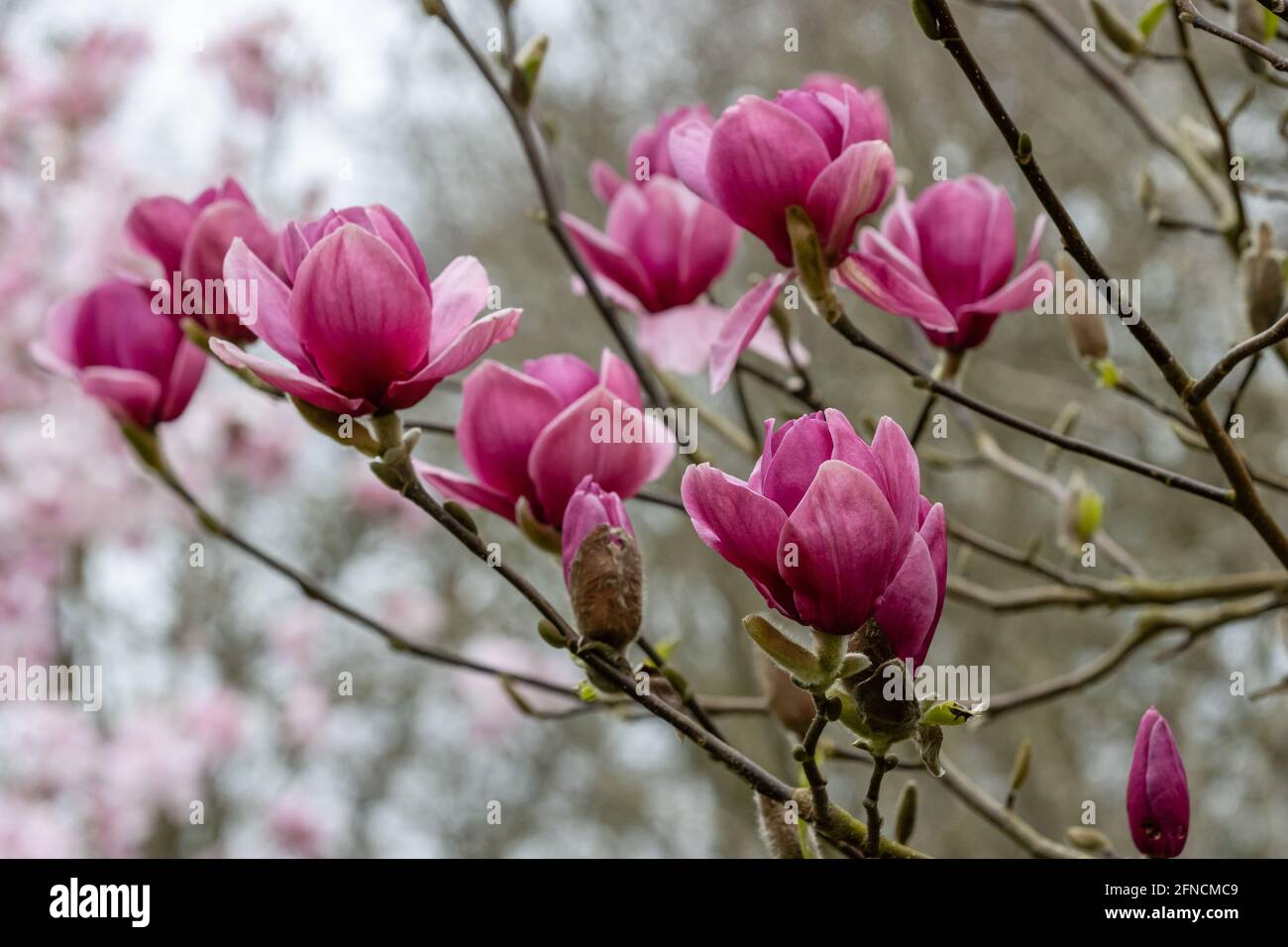 Gruppe von rötlich rosa Magnolien Rote Blüten im Frühling Stockfoto