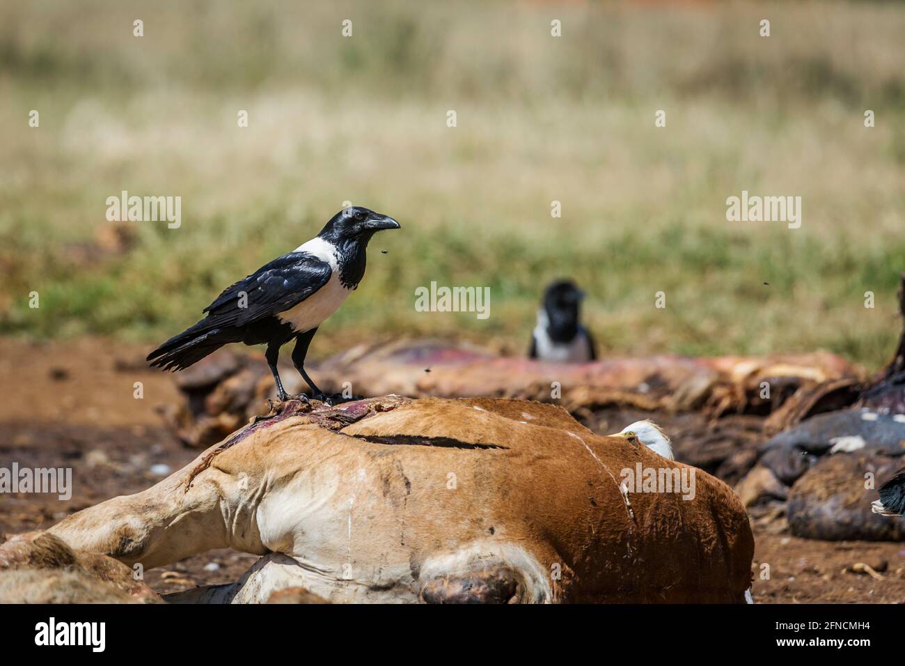 Afrikanische Tierkrähe, die einen Rinderkadaver im Reha-Zentrum Vulpro in Südafrika durchgesiegt; Art Corvus albus Familie der Corvidae Stockfoto