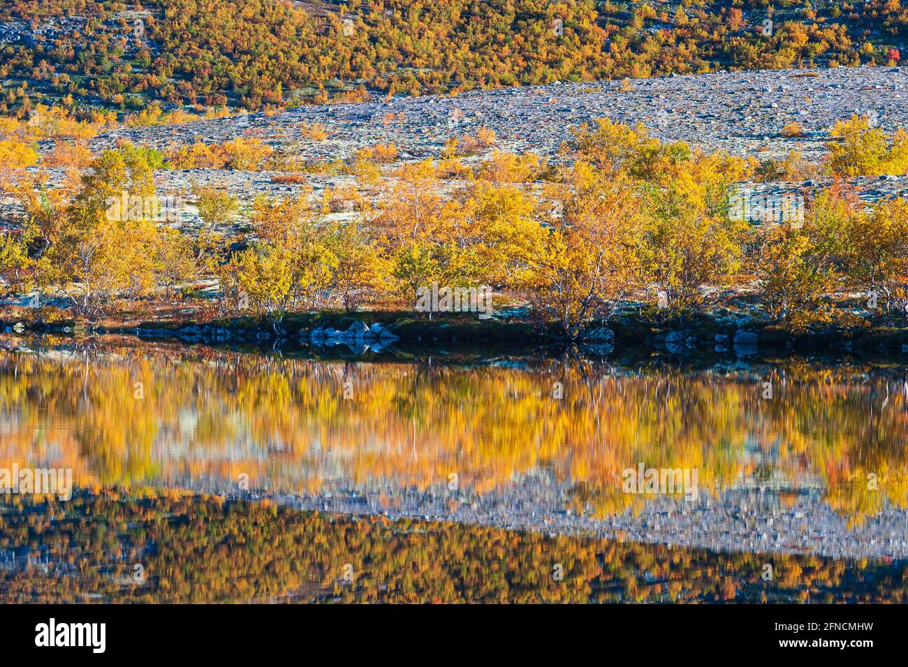 Spiegelung von Herbstbäumen in einem kleinen See. Rondane Nationalpark, Norwegen, Europa Stockfoto