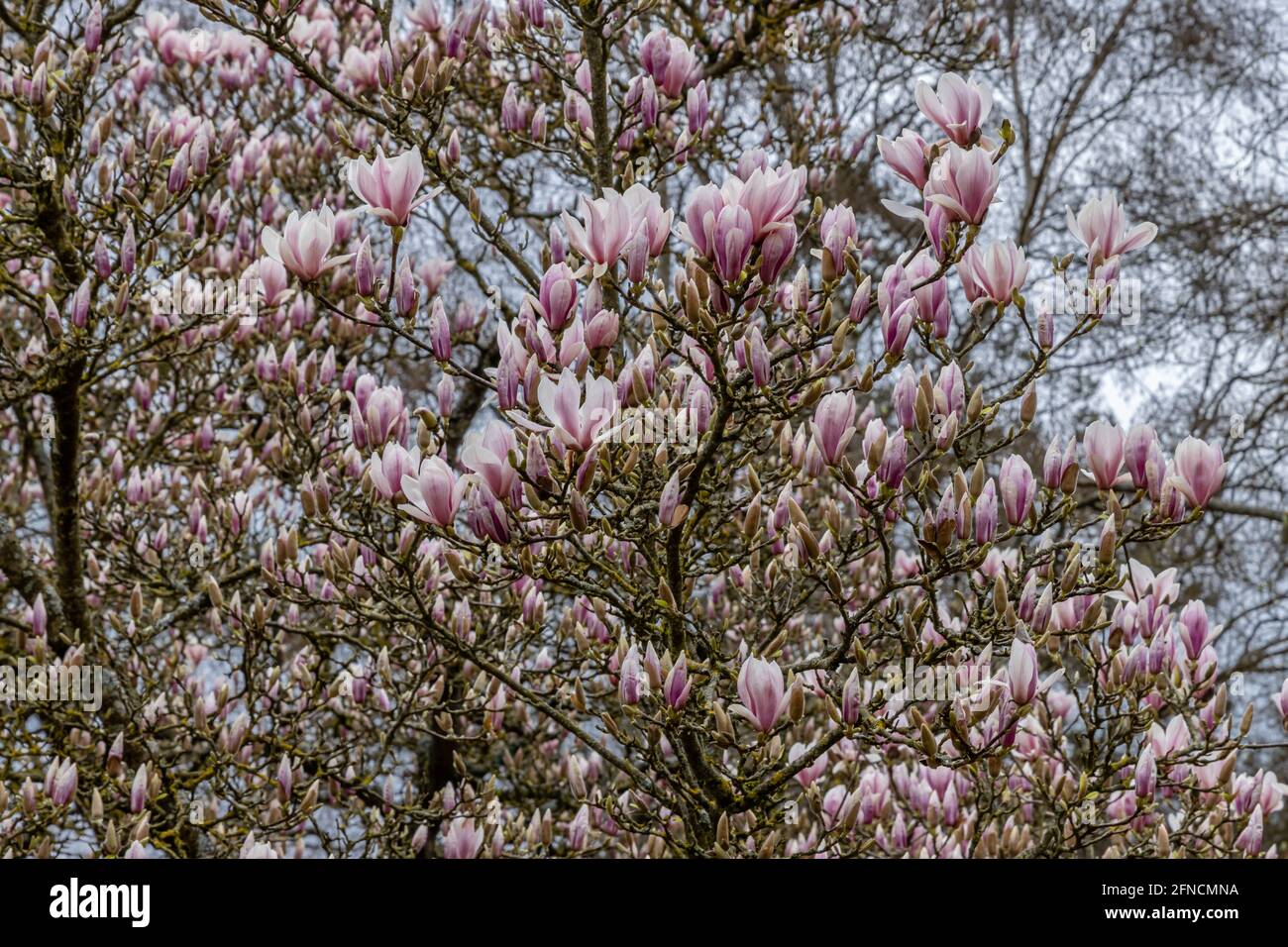 Riesige Magnolia soulangeana in voller Blüte im Frühling Stockfoto
