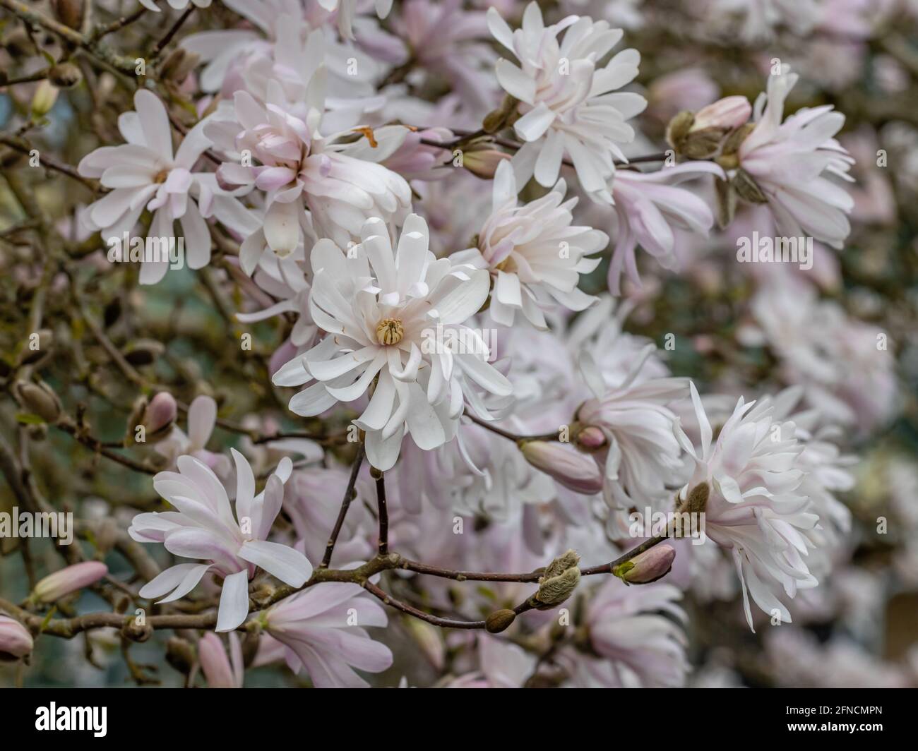 Cluster von blassrosa Sternform Magnolia stellata King Rose Blüht im Frühling Stockfoto