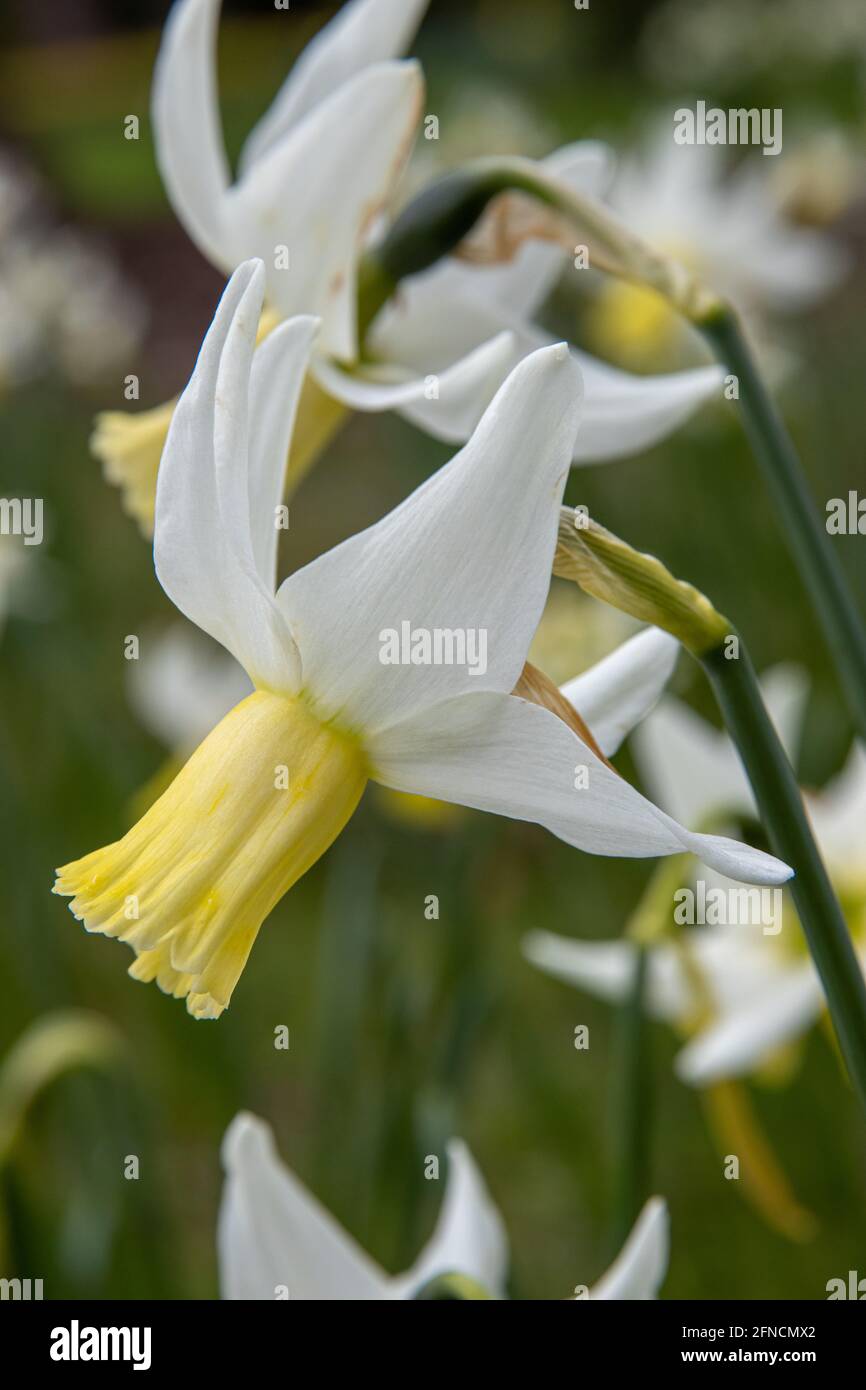 Nahaufnahme von einzelnen gelben und weißen Narcissus Jenny in Feder Stockfoto