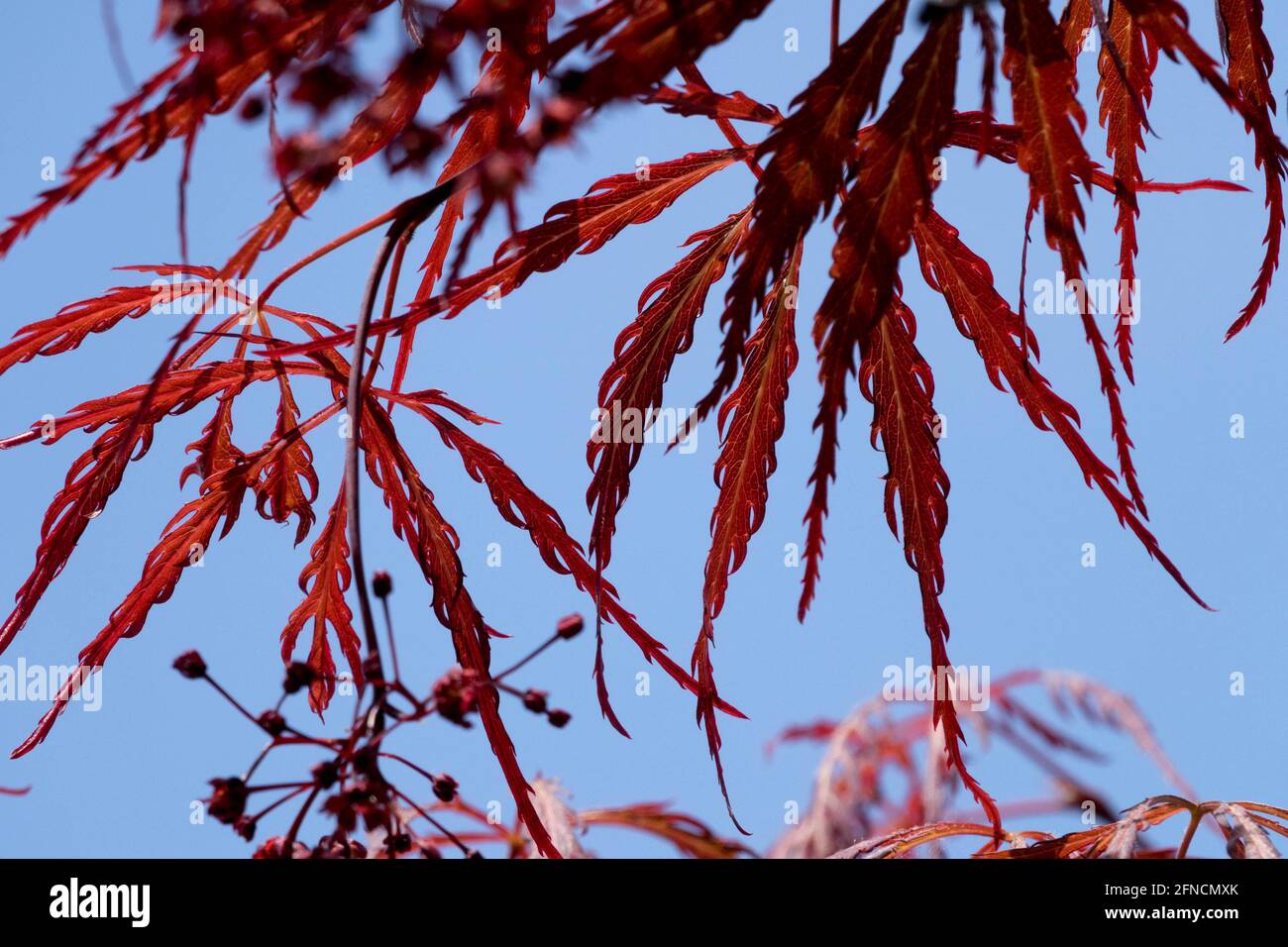 Rote Blätter japanischer Ahorn Acer 'Inaba Shidare' Acer palmatum Blätter schmalen Blattdetail, Himmel Stockfoto