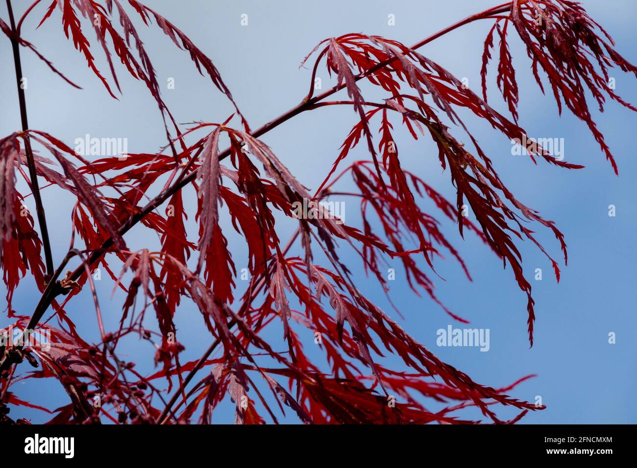 Rote japanische Ahorn Acer Inaba Shidare Acer palmatum Blätter Stockfoto