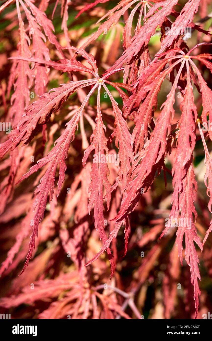 Rote japanische Ahorn Acer Inaba Shidare Acer palmatum Blätter Stockfoto