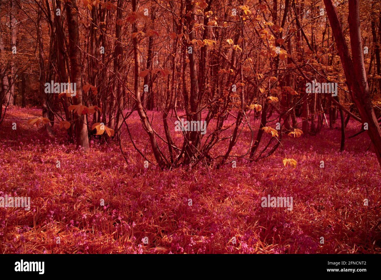 Fagus sylvatica Buchenholz und Castanea sativa Edelkastanienwald , Pollenholz mit bluebell Bodenabdeckung in infra roten neuen Blättern Stockfoto