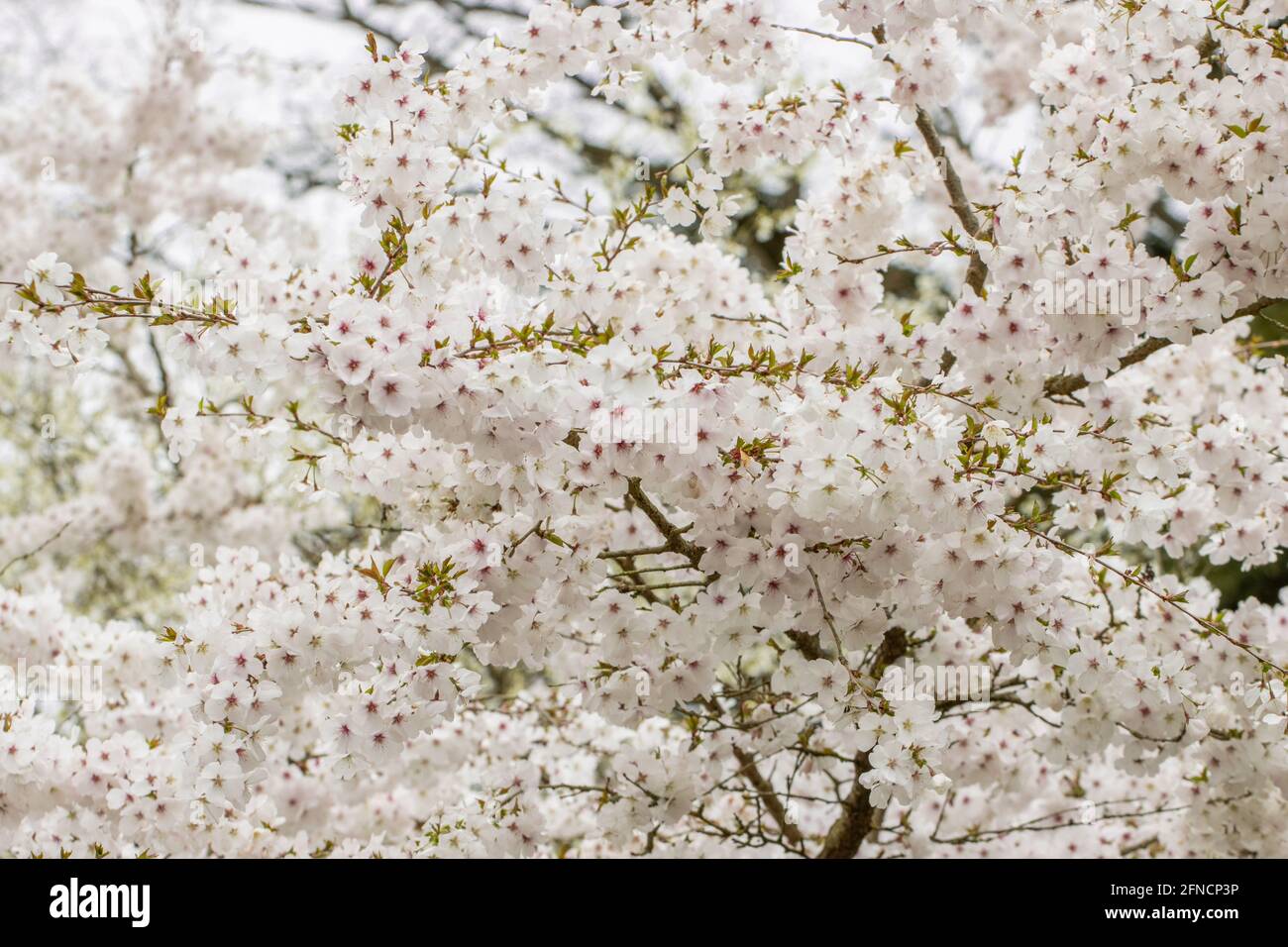 Große Masse von blassrosa Prunus blüht die Braut ein Feder Stockfoto