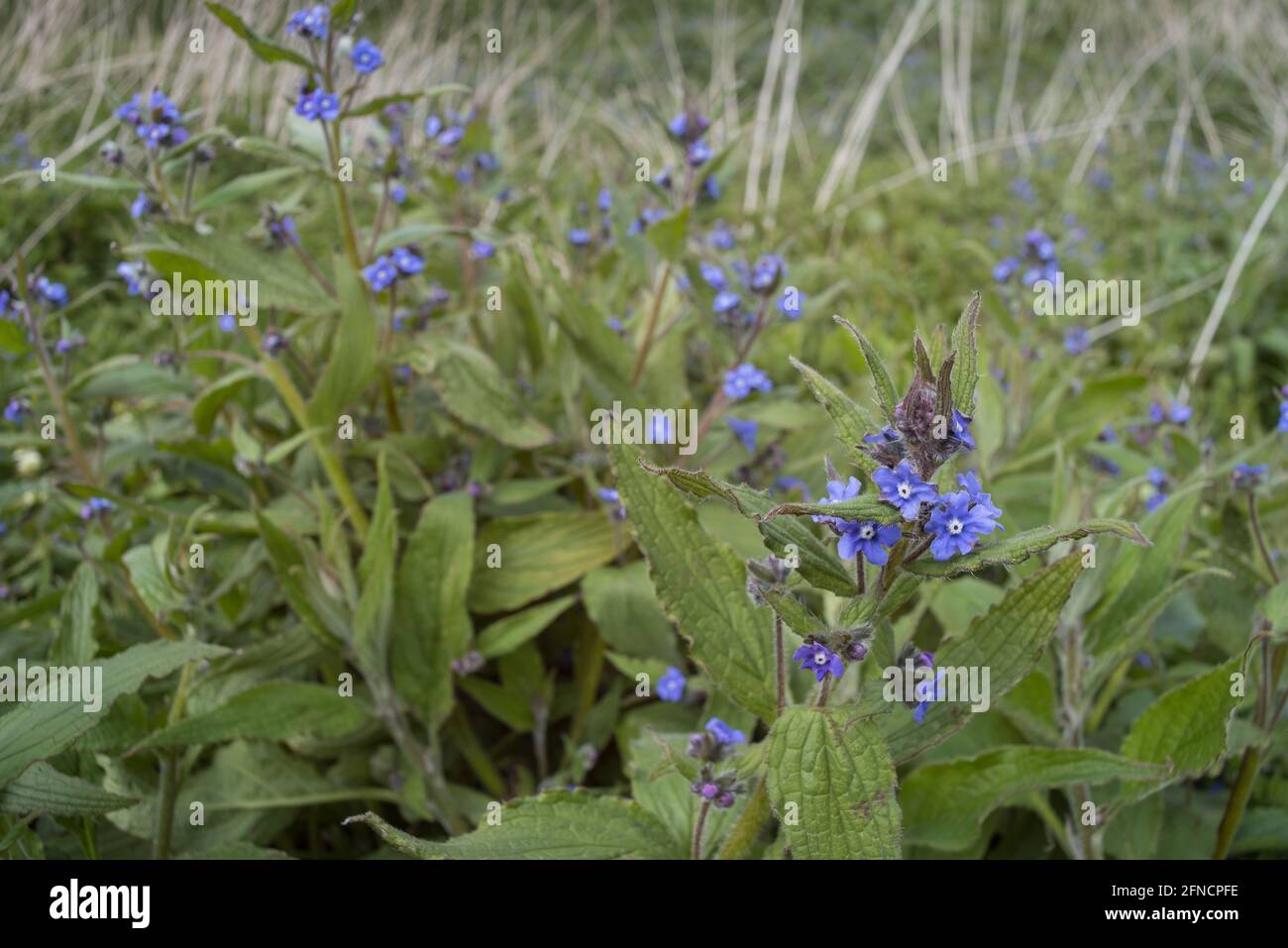 Die borstige Pflanze Green Alkanet, Pentaglottis sempervirens, hat grobe Haare, die eine allergische Reaktion mit leuchtend blauen Blüten verursachen können Stockfoto