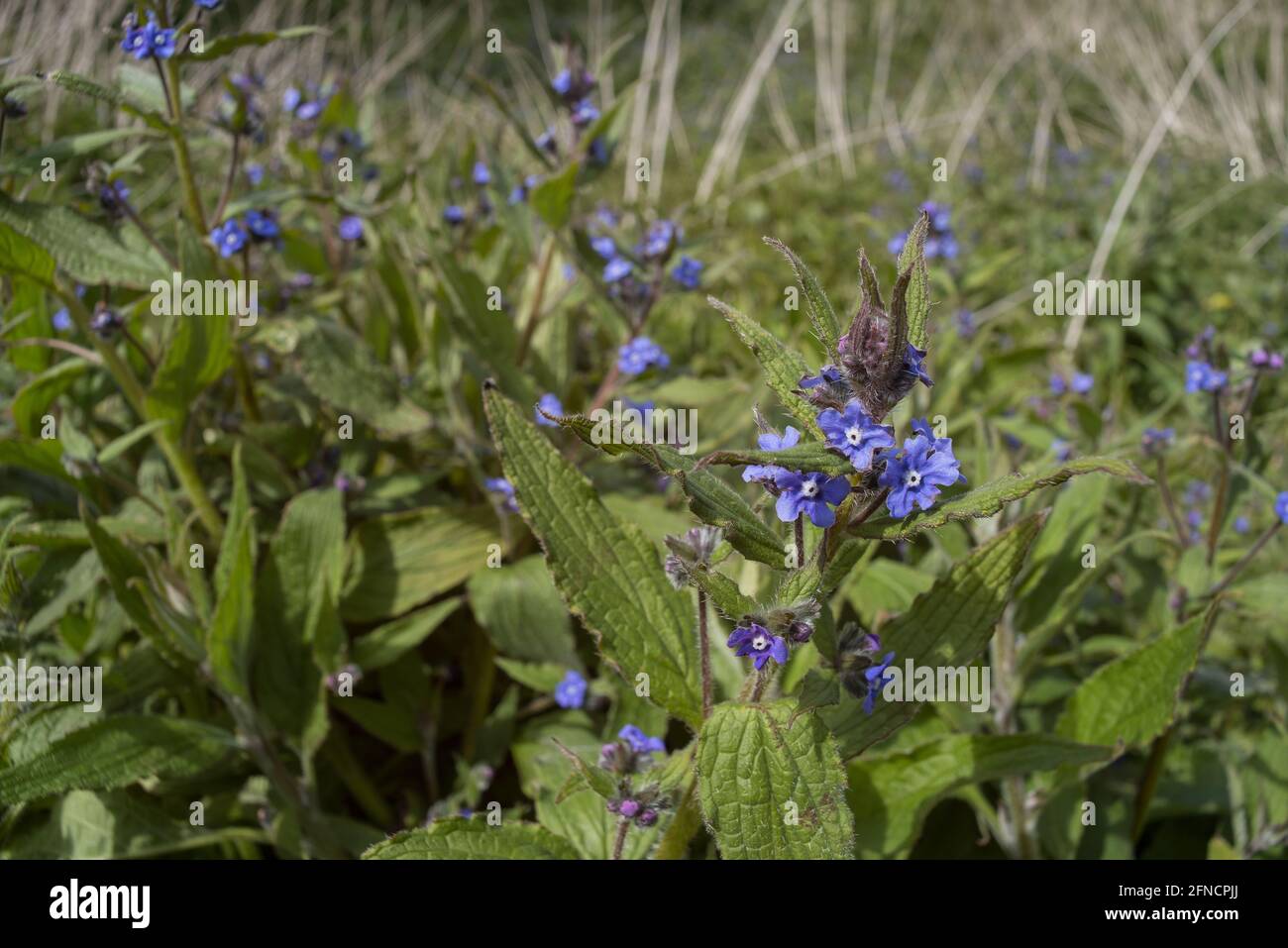 Die borstige Pflanze Green Alkanet, Pentaglottis sempervirens, hat grobe Haare, die eine allergische Reaktion mit leuchtend blauen Blüten verursachen können Stockfoto