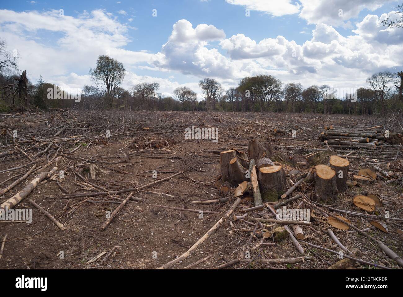 Der traurende Anblick von gefällten Wäldern und Lebensräumen, der jedoch für Nachwachsen und forstwirtschaftliche Pflege befragt wird, wird den Boden für Bluebells öffnen Stockfoto